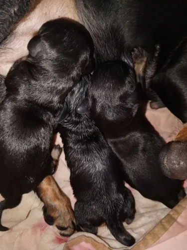 ? Filhotes de Salsicha (Dachshund) Preto e Castanho! ?