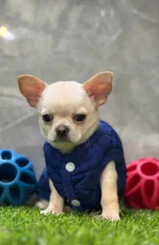 Chihuahua macho pelo curto na cor creme 
