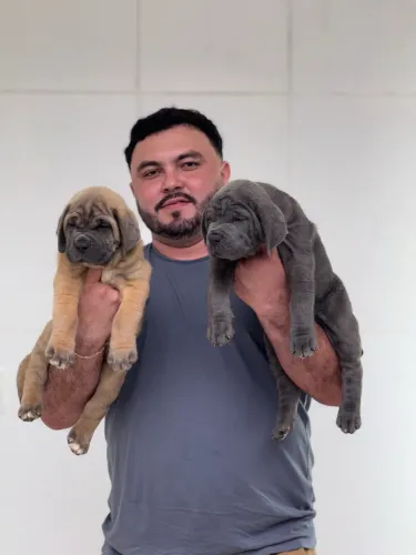 Filhote de Cane Corso italiano 