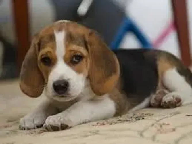 Beagle Sou fofo por natureza e teimoso por talento.