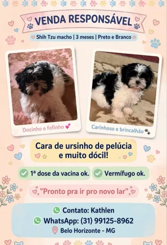 Vendo shitzu macho :) 