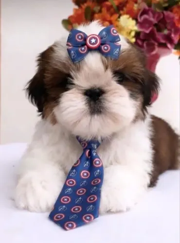 Shih Tzu macho mini alto padrão