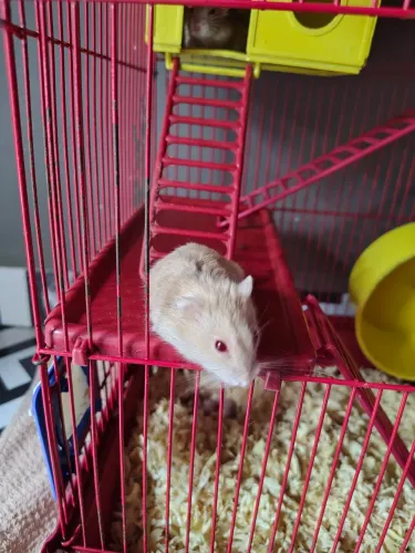 Hamster