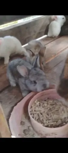 Vendendo filhotes de coelhos anão 