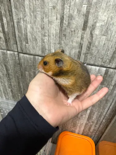 Hamster Sírio