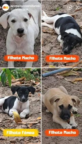 Filhotes para adoção 