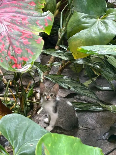 Gatos para adoção 