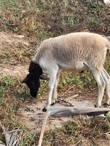 Cordeiro borrego mestiça dorper Santa Inês 