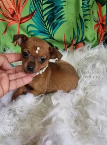Pinscher zerinhos vermifugados e lindos