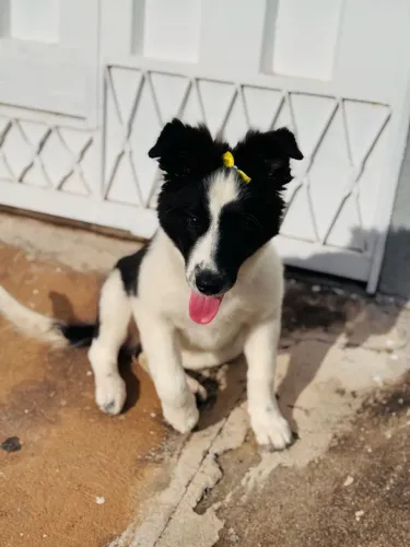 Adoção responsável! Border Collie fêmea 7 meses