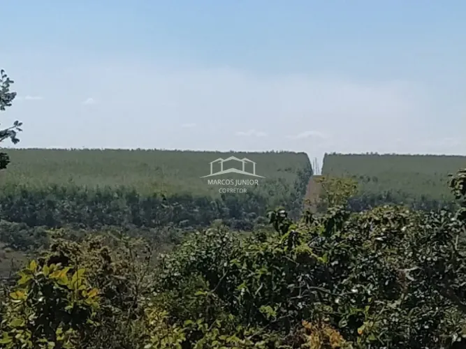 FAZENDA COM PLANTIO DE EUCALIPTO NA REGIÃO DE JOÃO PINHEIRO MG JA EM PRODUÇÃO DE OPORTUNID