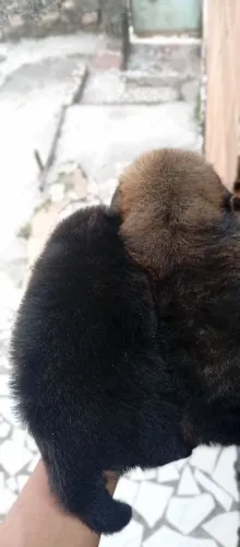 Vendendo um filhote de raça chow chow dois macho