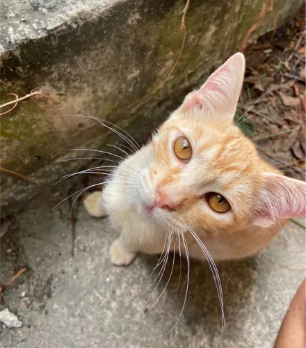 Adoção responsável! 