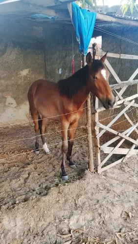 Égua 1ano e 8 meses pra vender