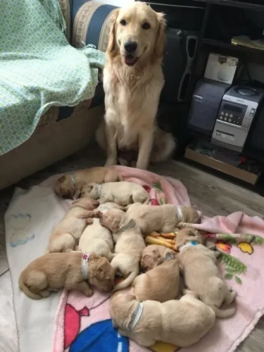 ? ADOÇÃO URGENTE - FILHOTES DE GOLDEN RETRIEVER ?<br>