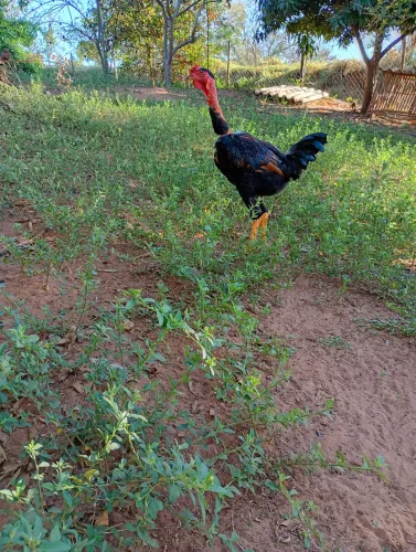 Frango mestiço índio gigante caipira