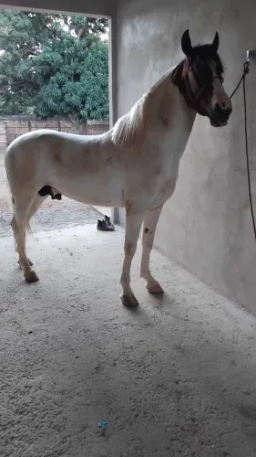 Cavalo manga larga