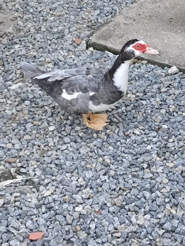 Pato