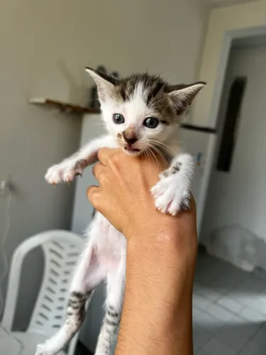Gatinhos para adoção responsável 