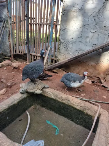 Casal de capote