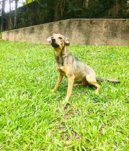 ADOÇÃO RESPONSÁVEL- SRD FÊMEA