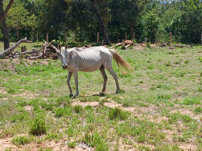 Egua