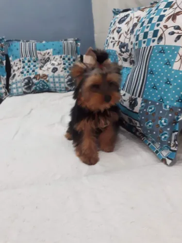 Yorkshire Terrier 