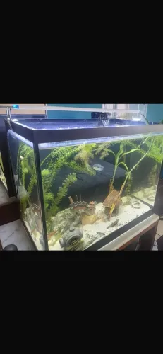 AQUÁRIO 60 LITROS