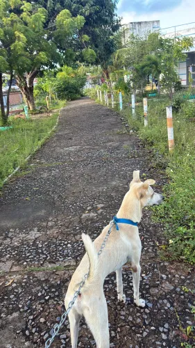 cachorro caramelo muito animado 