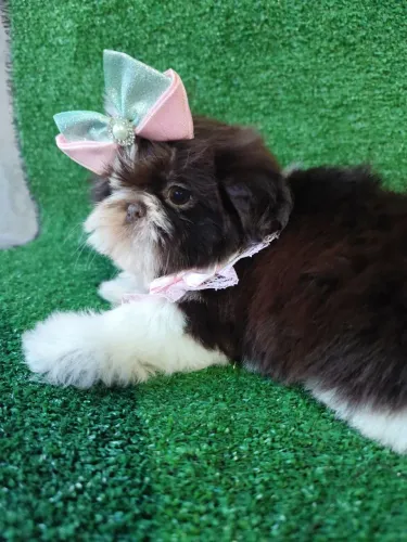 Shih Tzu fêmea