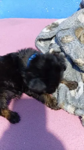 Vendo cachorro