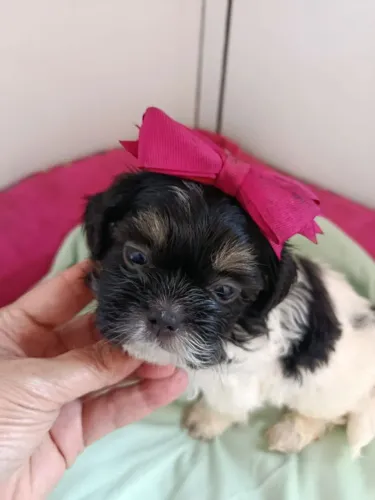Filhote shih tzu, Cãopanheiros prontos para te encher de alegria!