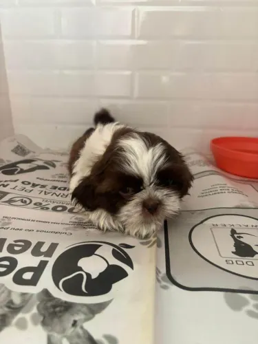 Filhote shih tzu, Seus melhores dias começam com um filhote ao seu lado!
