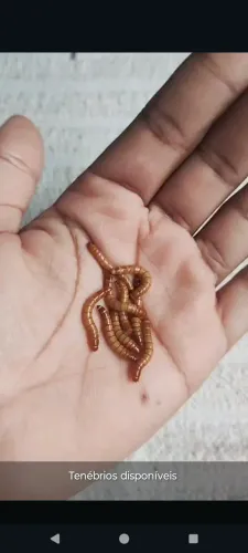 Tenébrios molitores