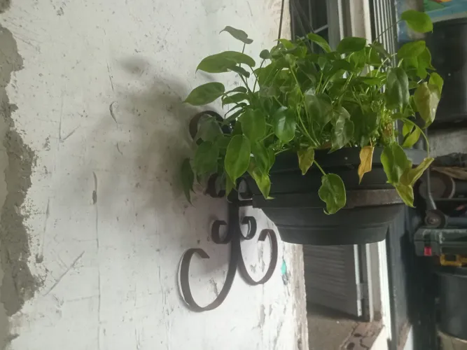 Suporte para plantas
