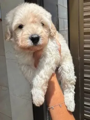 Poodle toy filhotes