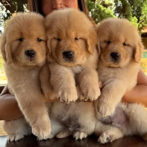 Golden retriever lindos filhotes para entrega