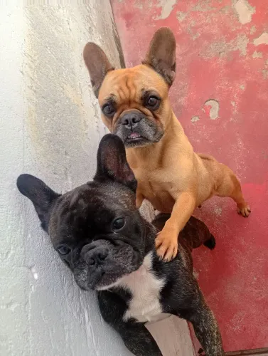 CASAL DE BULDOGUES FRANCÊS