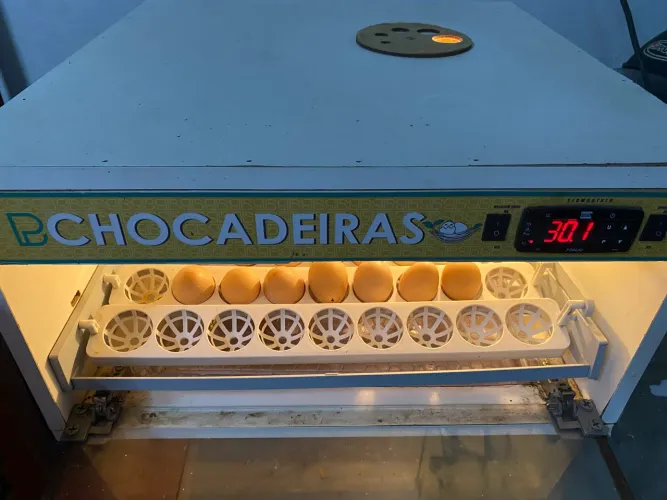 Chocadeira