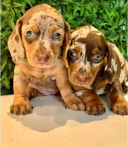Machinhos arlequim com pedigree.