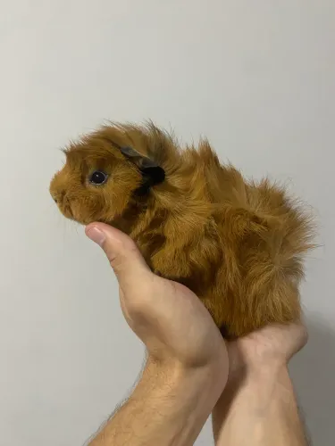 Porquinhos da índia Abissínios!