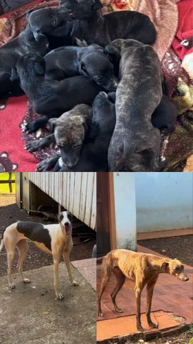 Lindo filhote de galgo