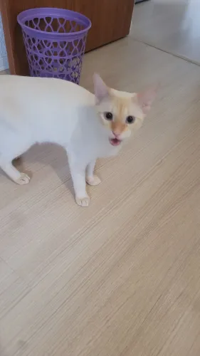Doação/doando gato jovem