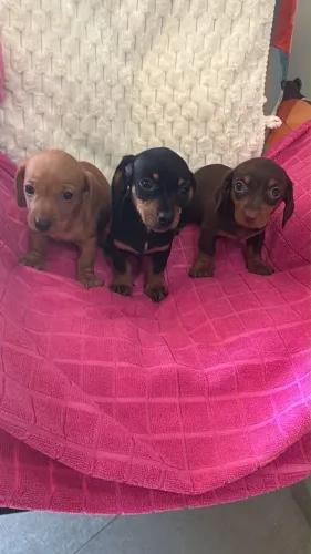 Últimas fêmeas disponíveis de Basset