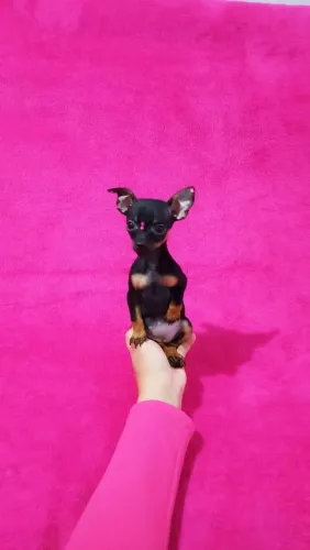 Pinscher Miniatura Puro PARCELO ATÉ 18X COM TAXAS