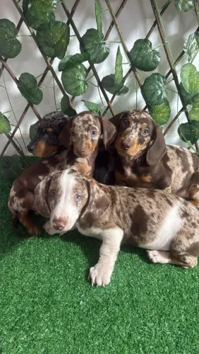 Filhotes dachshund