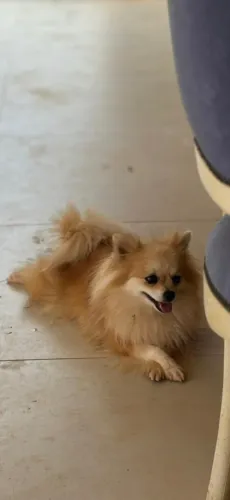 Fêmea lulu da pomerania anao 