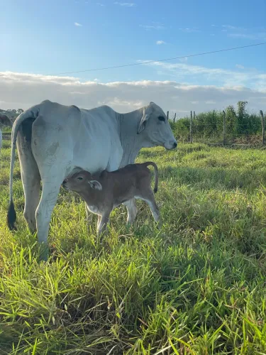 Vaca parida
