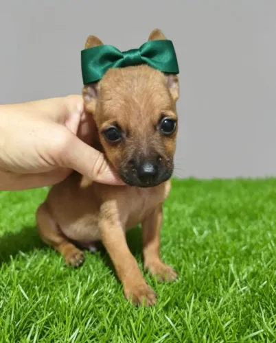 Filhotes de Pinscher Mini