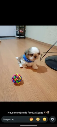  Vendo Shitzu 